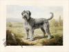 CFA Dog  half Aussie doodle and half Bouvier des Flanders